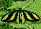 mariposa-alas-de-pajaro-768x556.jpg