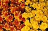 yellow-chrysanthemums-3786385_1280.jpg