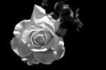 rosa-blanco-y-negro-680x451.jpg