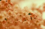 cherry-blossom-4085371_1280.jpg