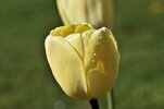 tulip-4176143_1280.jpg