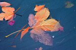 autumn-leaf-3876213_1280.jpg