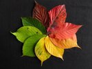 autumn-leaves-1486075_1280.jpg