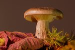 mushroom-2858706_1280.jpg