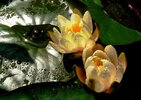 water-lilies-395339_1280.jpg