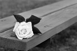 rose-on-bench-3626623_1280.jpg