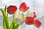 tulips-70416_1280.jpg