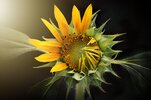 sunflower-3113318_1280.jpg